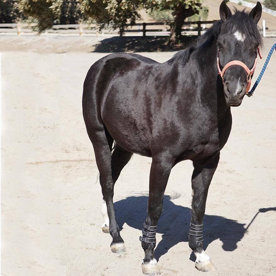 Boyd Martin All Leather Tendon Boot with Removable Impact Liner - Majyk Equipe