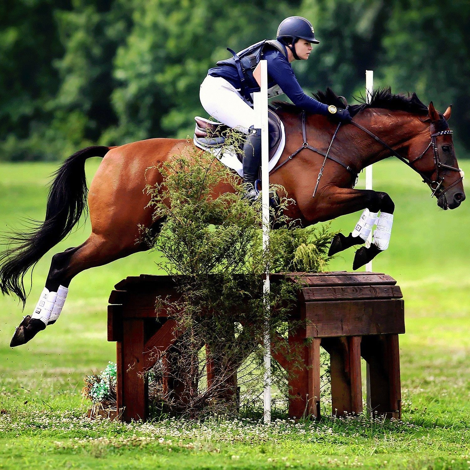 Eventing 4 Pack - (Fronts and Hinds) Boyd Martin Series - Majyk Equipe